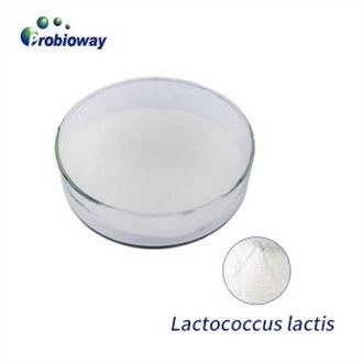 Lactococcus Lactis Jogurt Starter